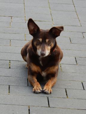 Melchior